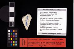NHMW-GEO-2007z0149-0005_Ol_01.tifProsopon verrucosum (Reuss, 1858)  (NHMW-GEO-2007z0149-0005)